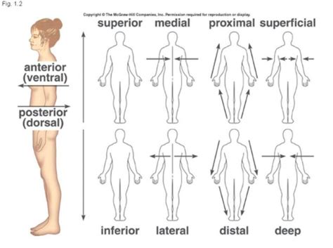Appendicular Skeleton. . Anatomical terms quizlet